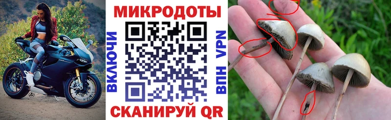 Купить где  Сланцы  Псилоцибиновые грибы прущие грибы 